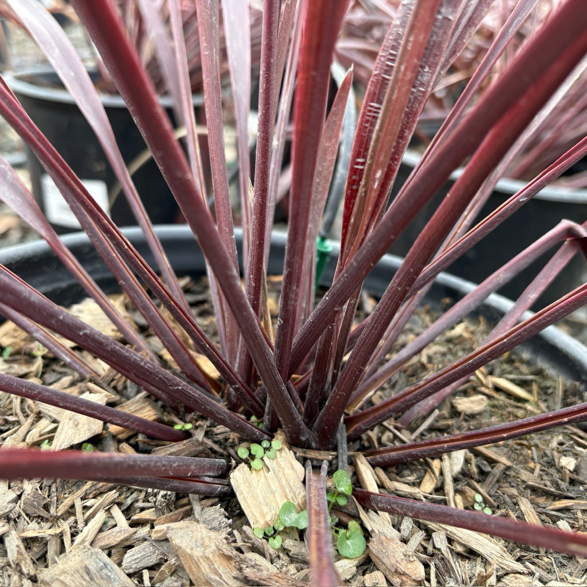 朱蕉 Design-A-Line Cordyline