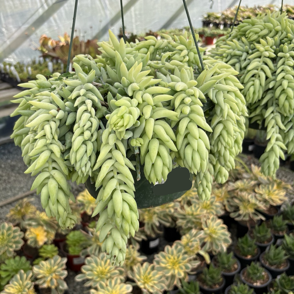 串珠草 Donkey Tail Sedum