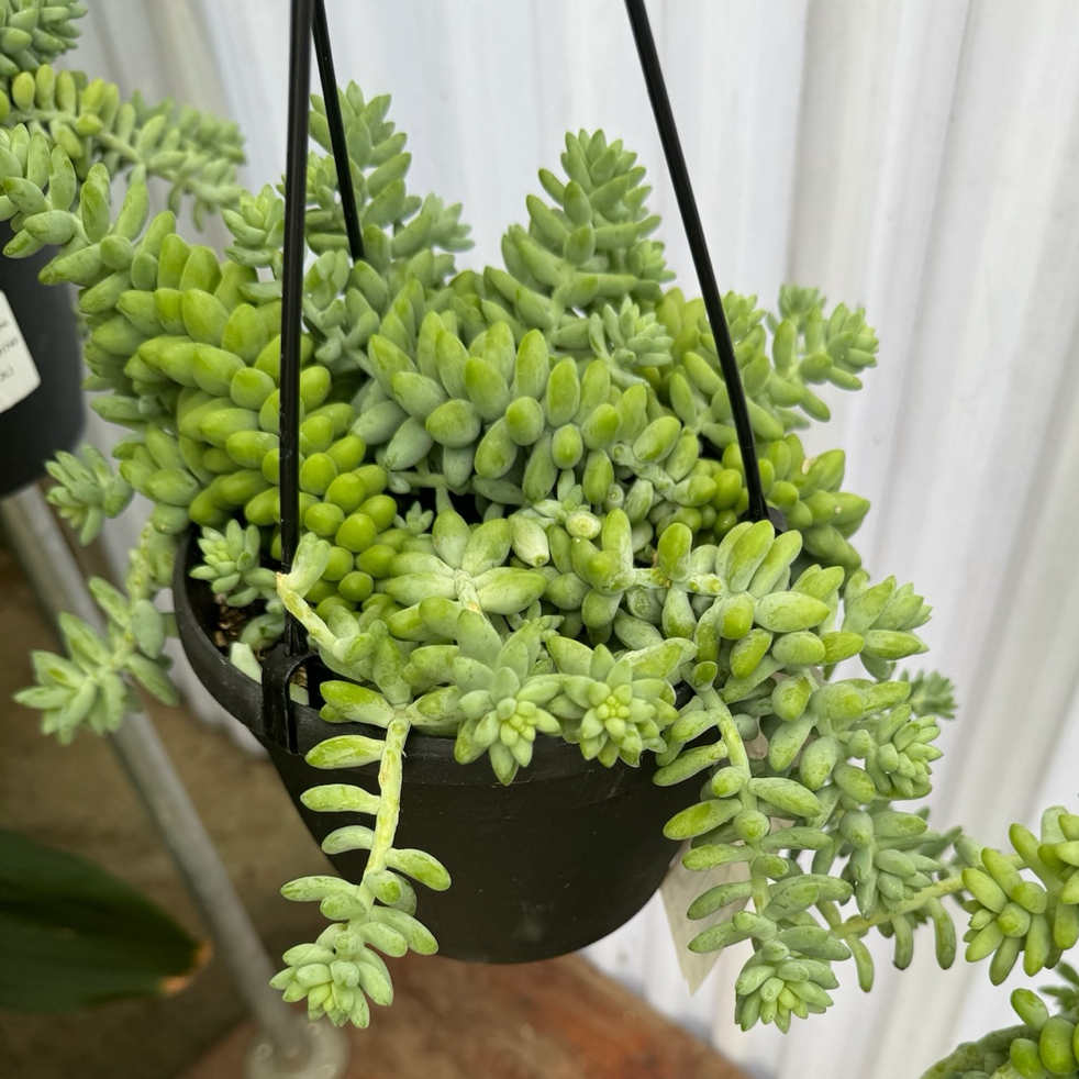 串珠草 Donkey Tail Sedum