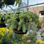 串珠草 Donkey Tail Sedum