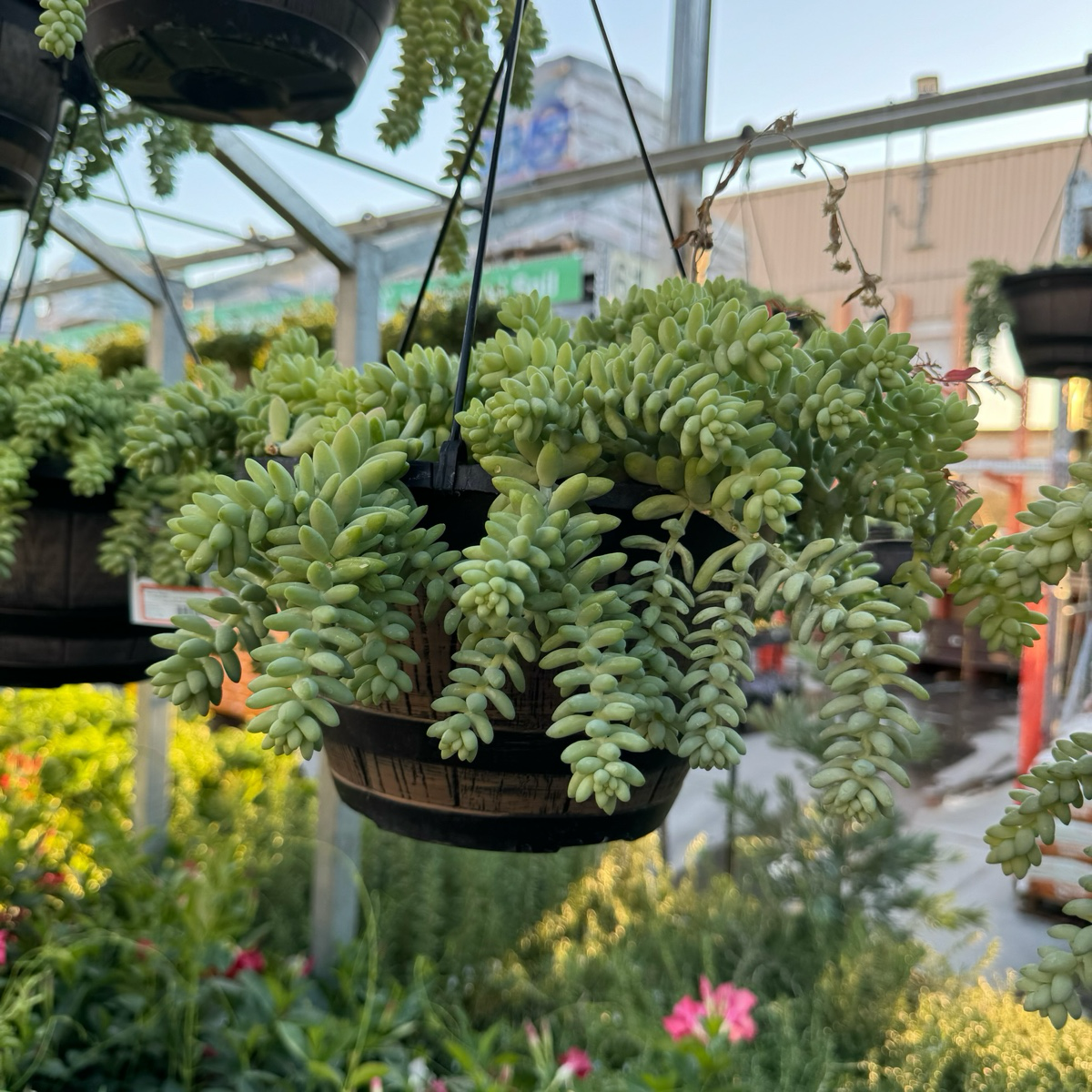 串珠草 Donkey Tail Sedum