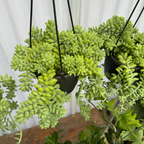 串珠草 Donkey Tail Sedum