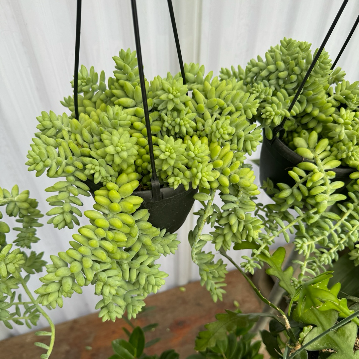 串珠草 Donkey Tail Sedum