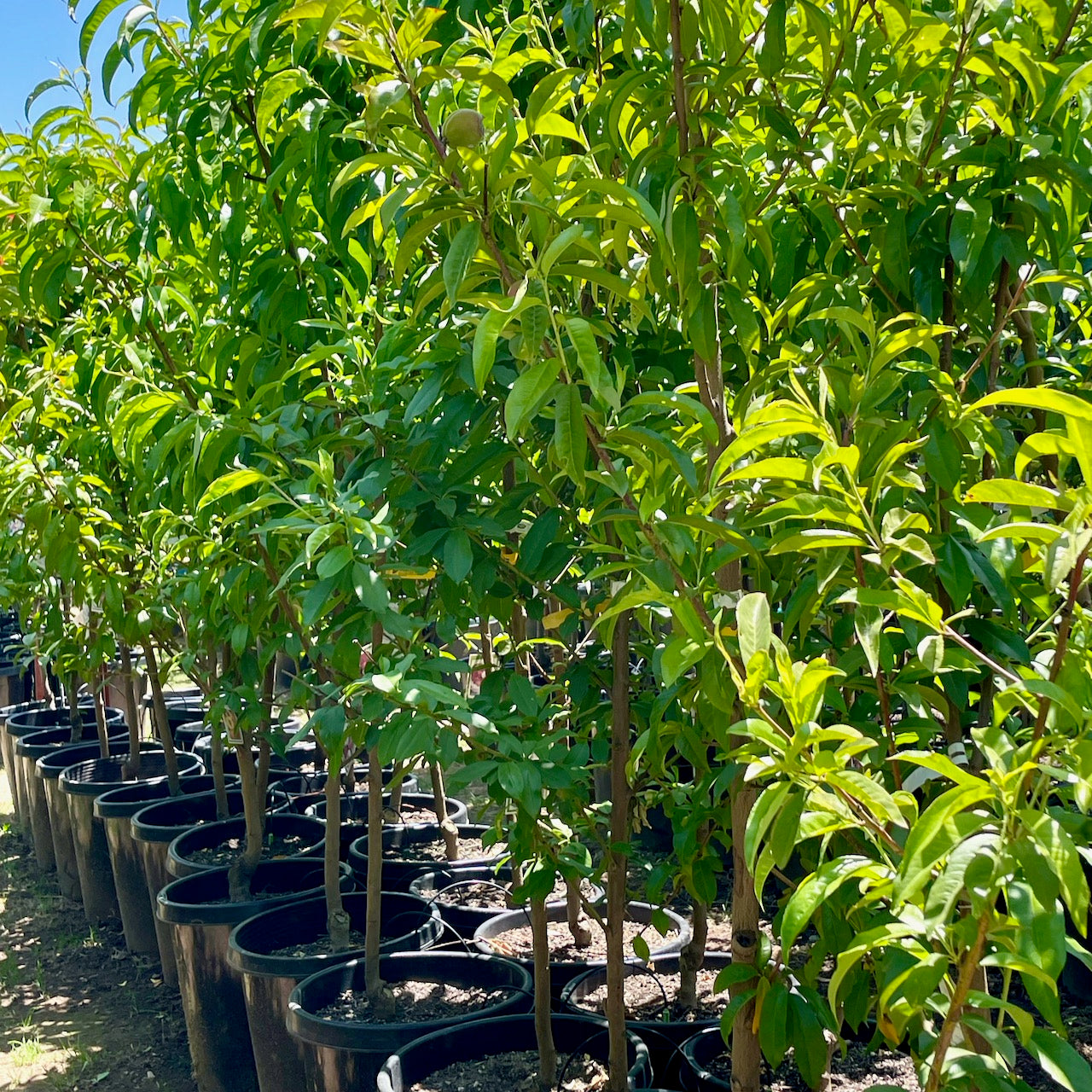 红双喜油桃– Landz.us