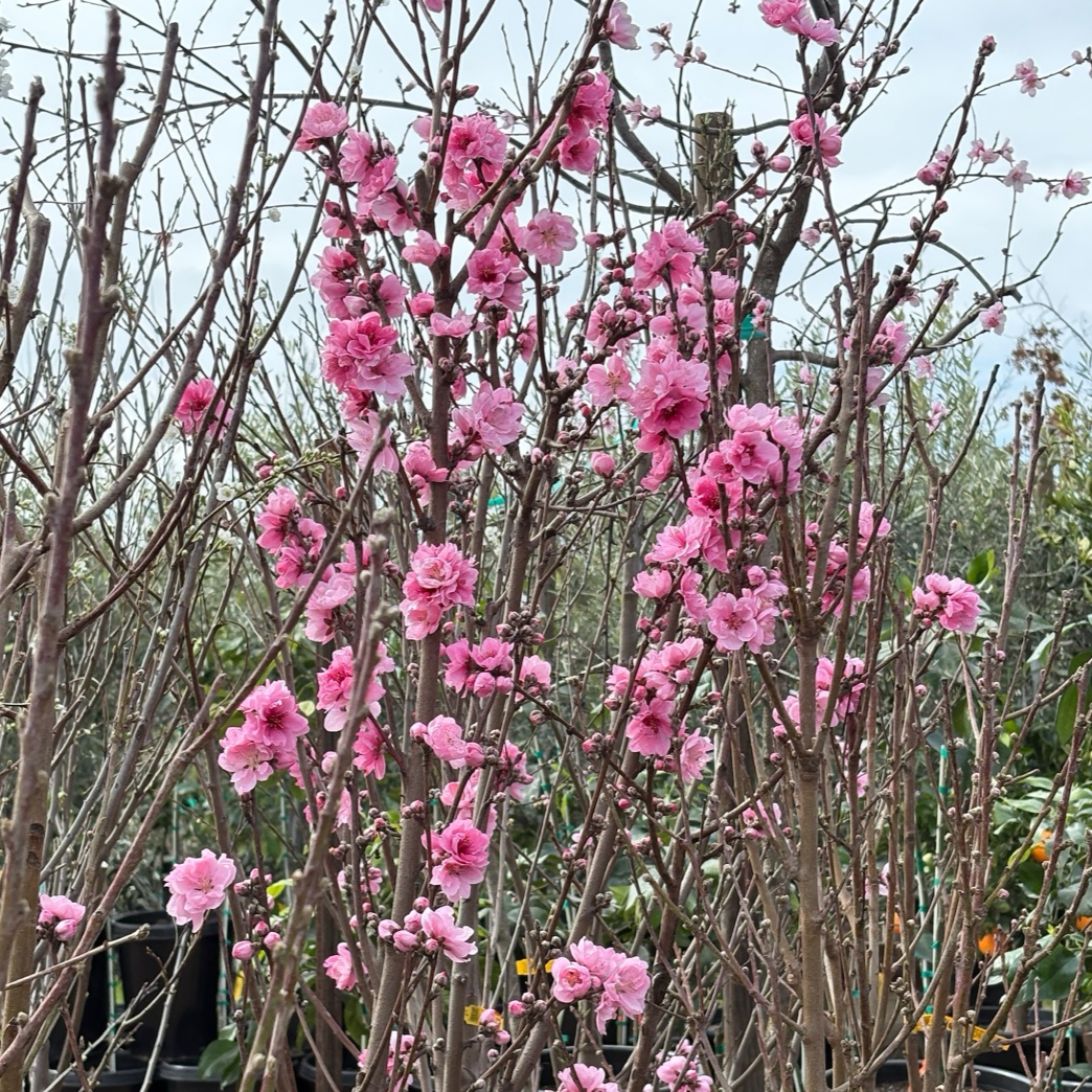 红双喜油桃 Double Delight Nectarine