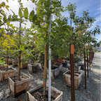 黑龙日本紫藤 Double Purple Japanese Wisteria