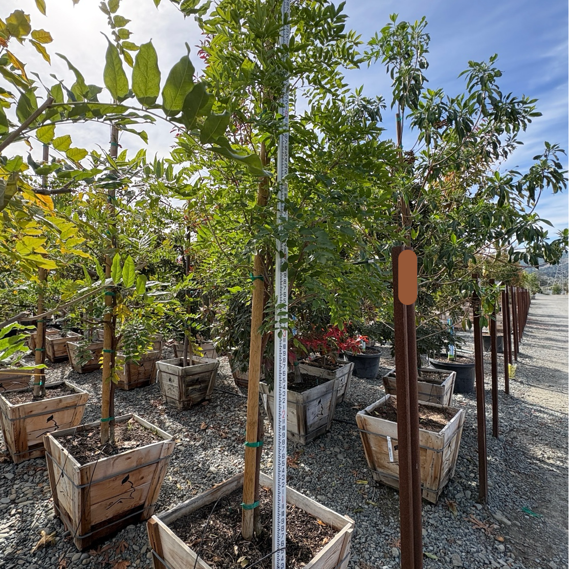 黑龙日本紫藤 Double Purple Japanese Wisteria