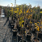 黑龙日本紫藤 Double Purple Japanese Wisteria