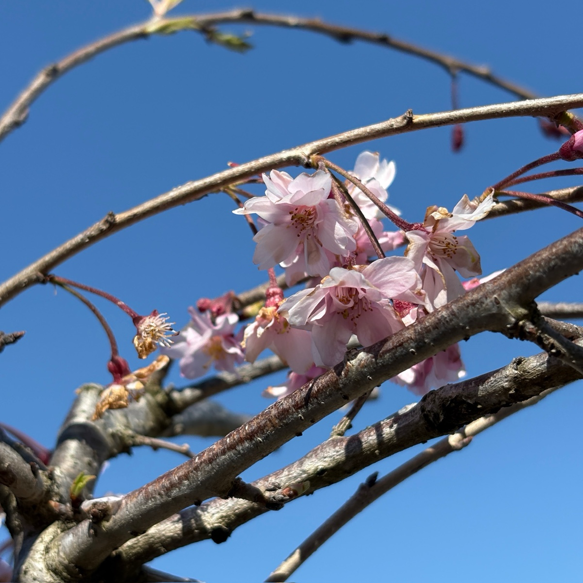 粉花垂枝樱花  Double Weeping Cherry