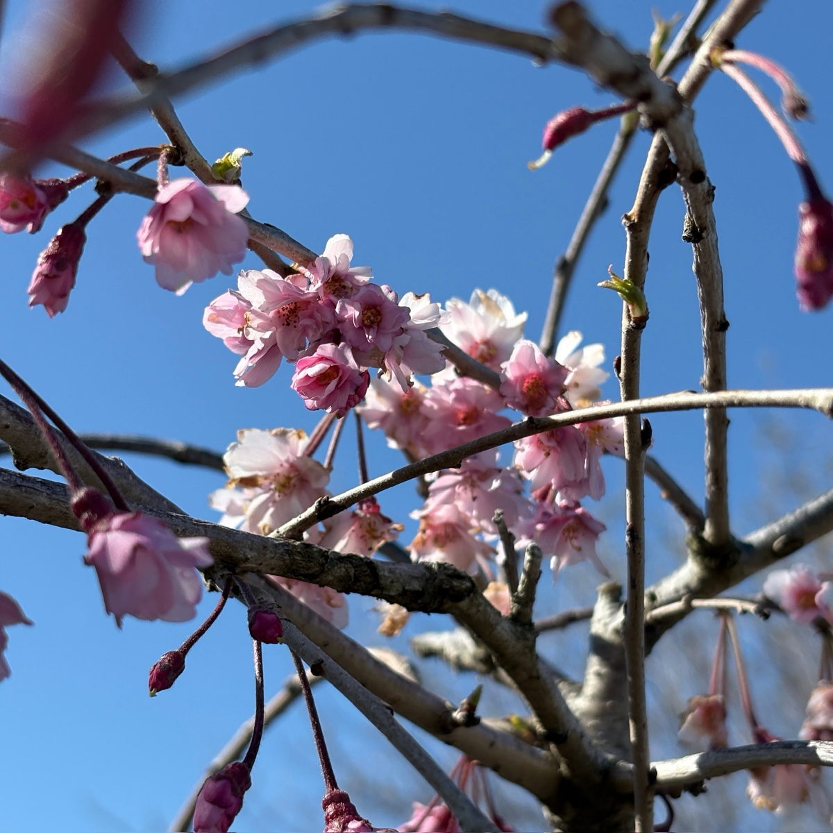 粉花垂枝樱花  Double Weeping Cherry