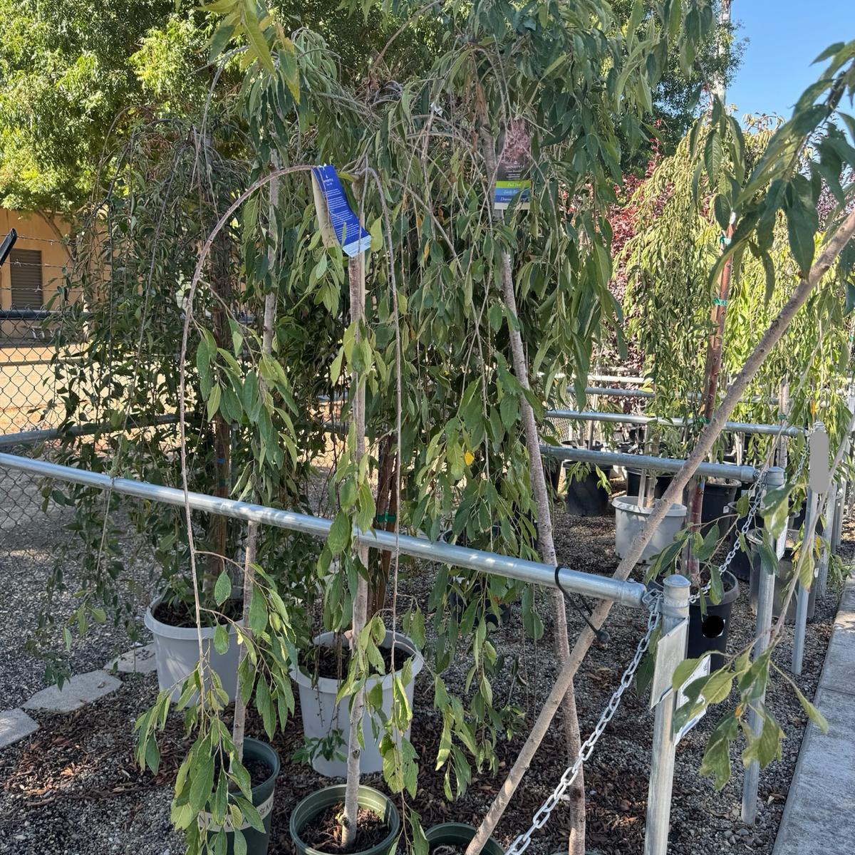 粉花垂枝樱花  Double Weeping Cherry
