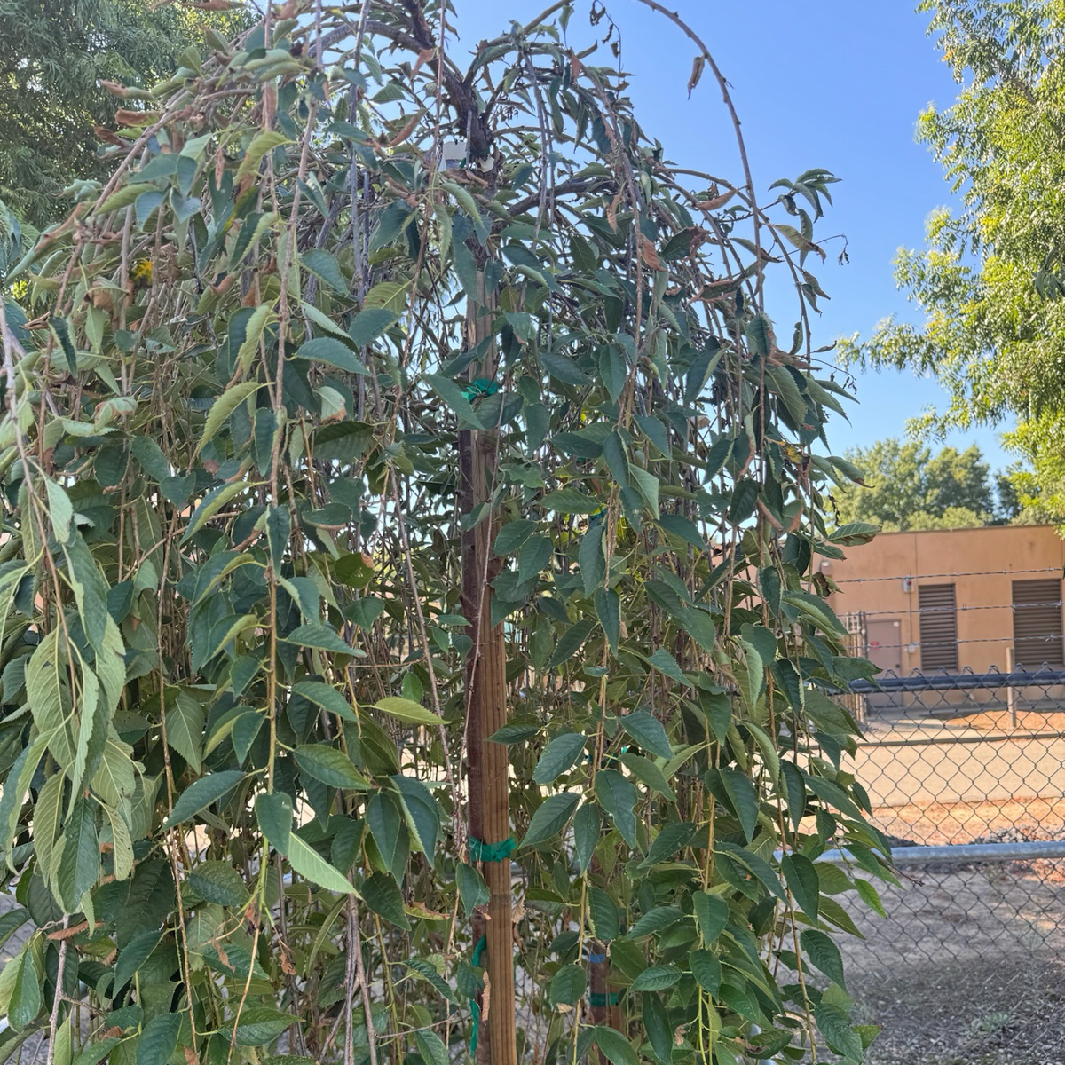 粉花垂枝樱花  Double Weeping Cherry