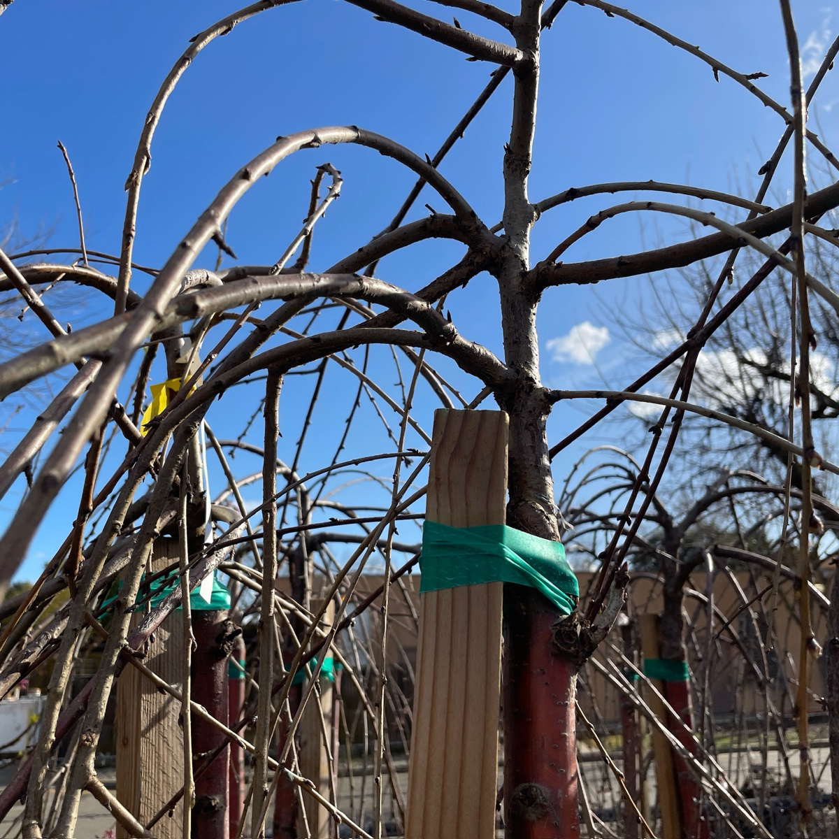 粉花垂枝樱花  Double Weeping Cherry