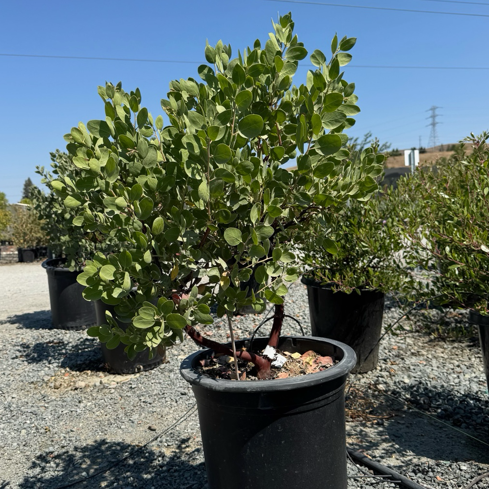 加州熊果-赫德博士 Dr. Hurd Manzanita