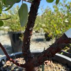 加州熊果-赫德博士 Dr. Hurd Manzanita