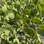 加州熊果-赫德博士 Dr. Hurd Manzanita