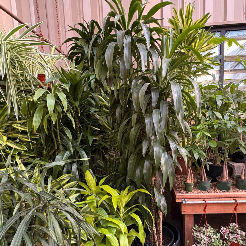 龙血树 Dracaena 'Lisa' ™