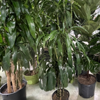 龙血树 Dracaena 'Lisa' ™