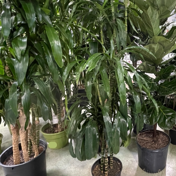龙血树 Dracaena 'Lisa' ™