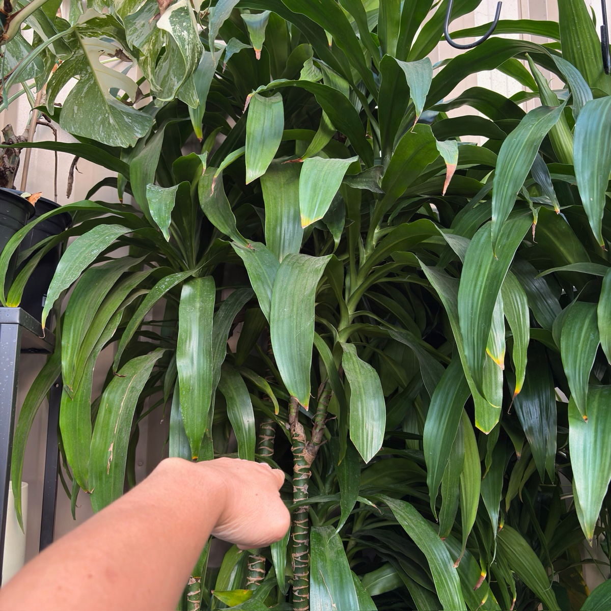 龙血树 Dracaena 'Lisa' ™