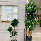 龙血树 Dracaena 'Lisa' ™