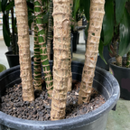 龙血树 Dracaena 'Lisa' ™