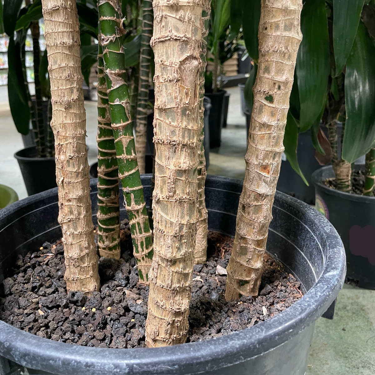 龙血树 Dracaena 'Lisa' ™
