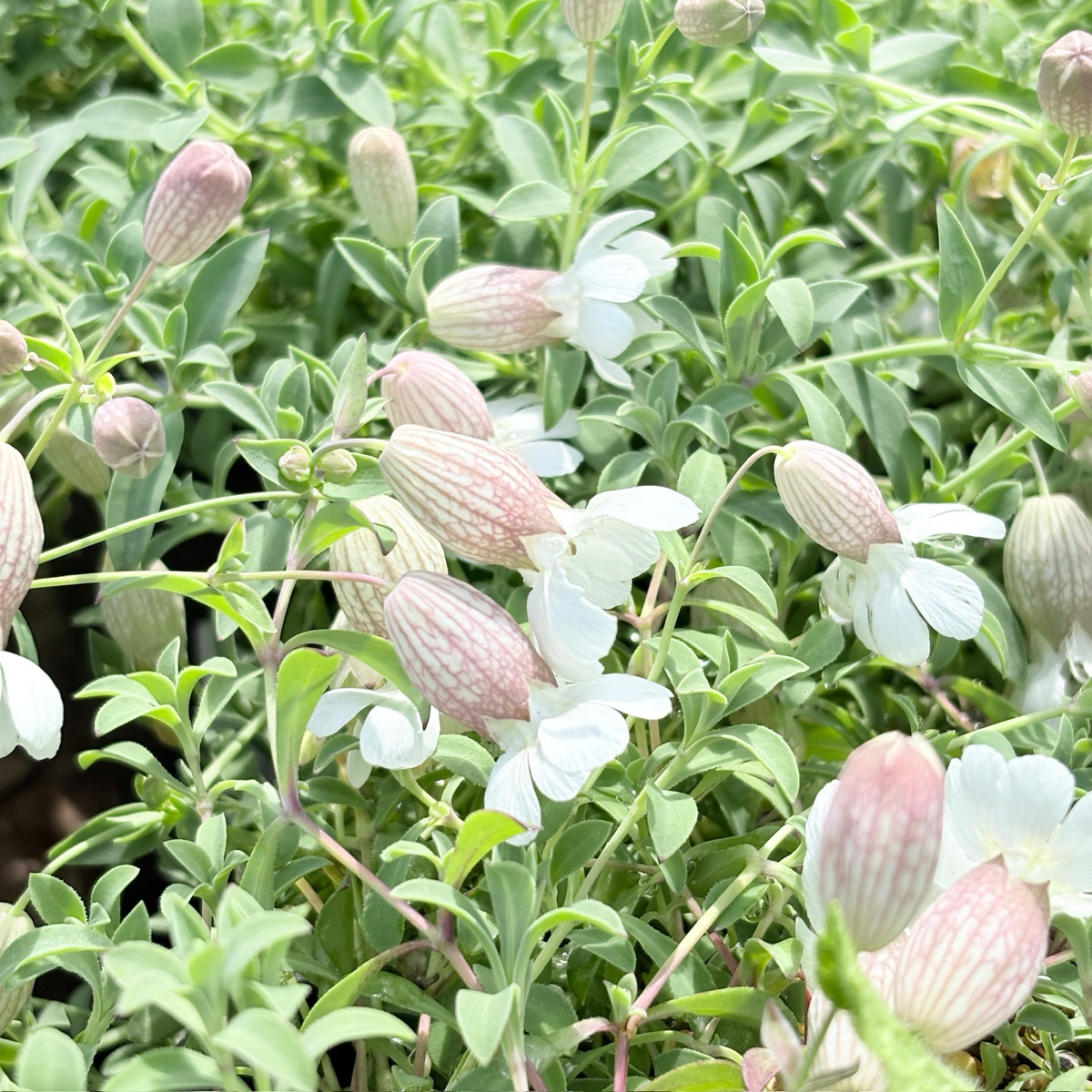 花叶蝇子草 Druett's Variegated Sea Campion