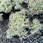 花叶蝇子草 Druett's Variegated Sea Campion