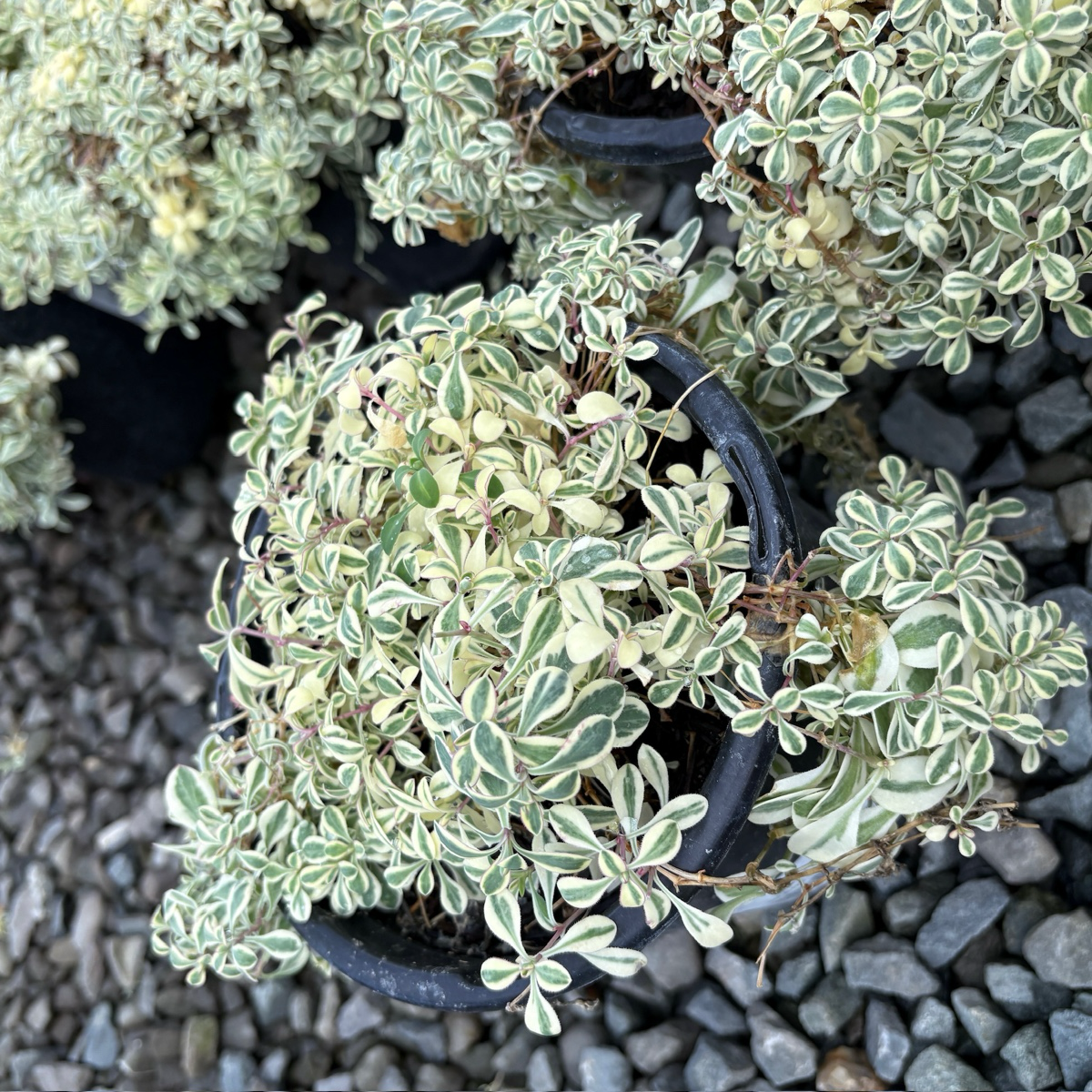 花叶蝇子草 Druett's Variegated Sea Campion