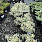 花叶蝇子草 Druett's Variegated Sea Campion