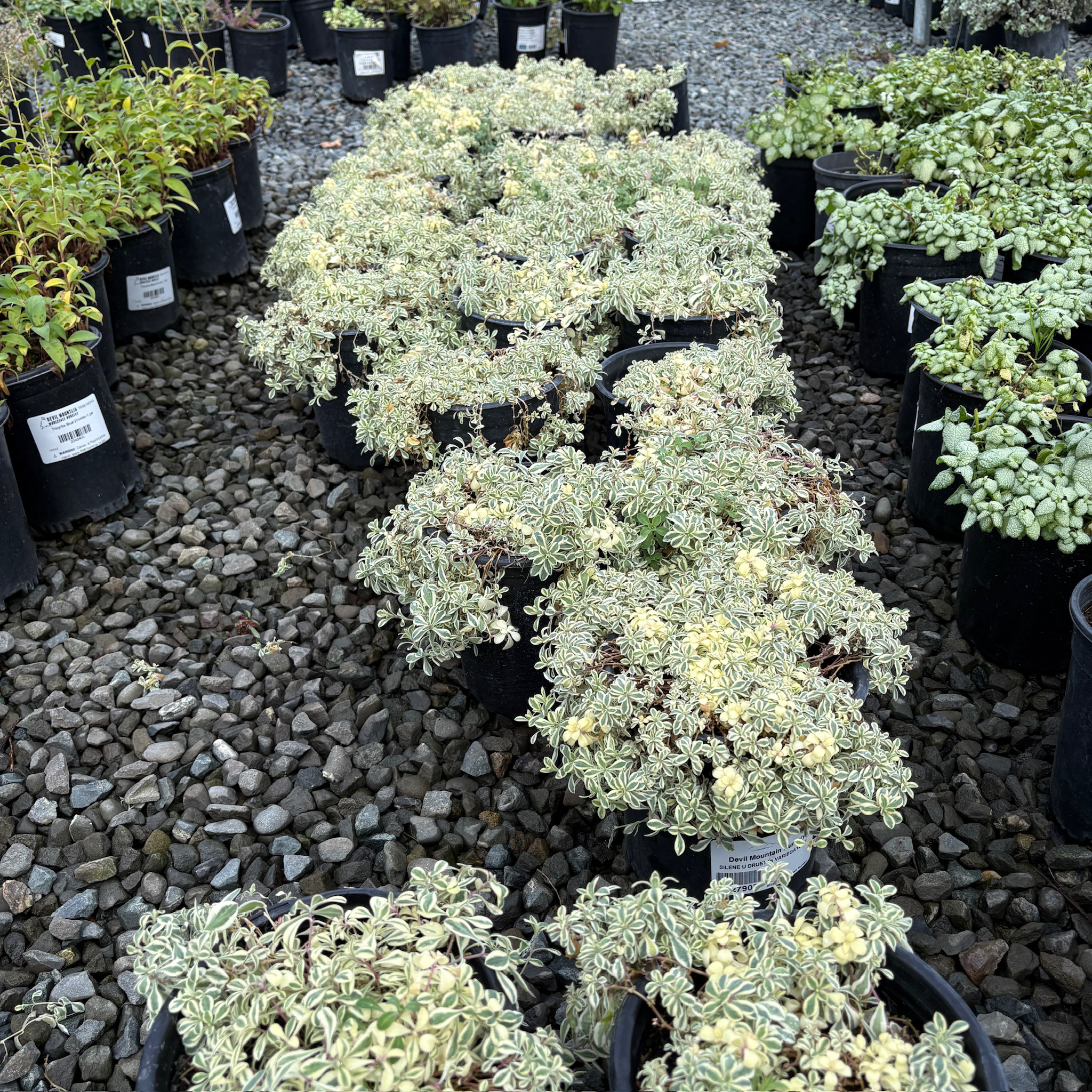 花叶蝇子草 Druett's Variegated Sea Campion