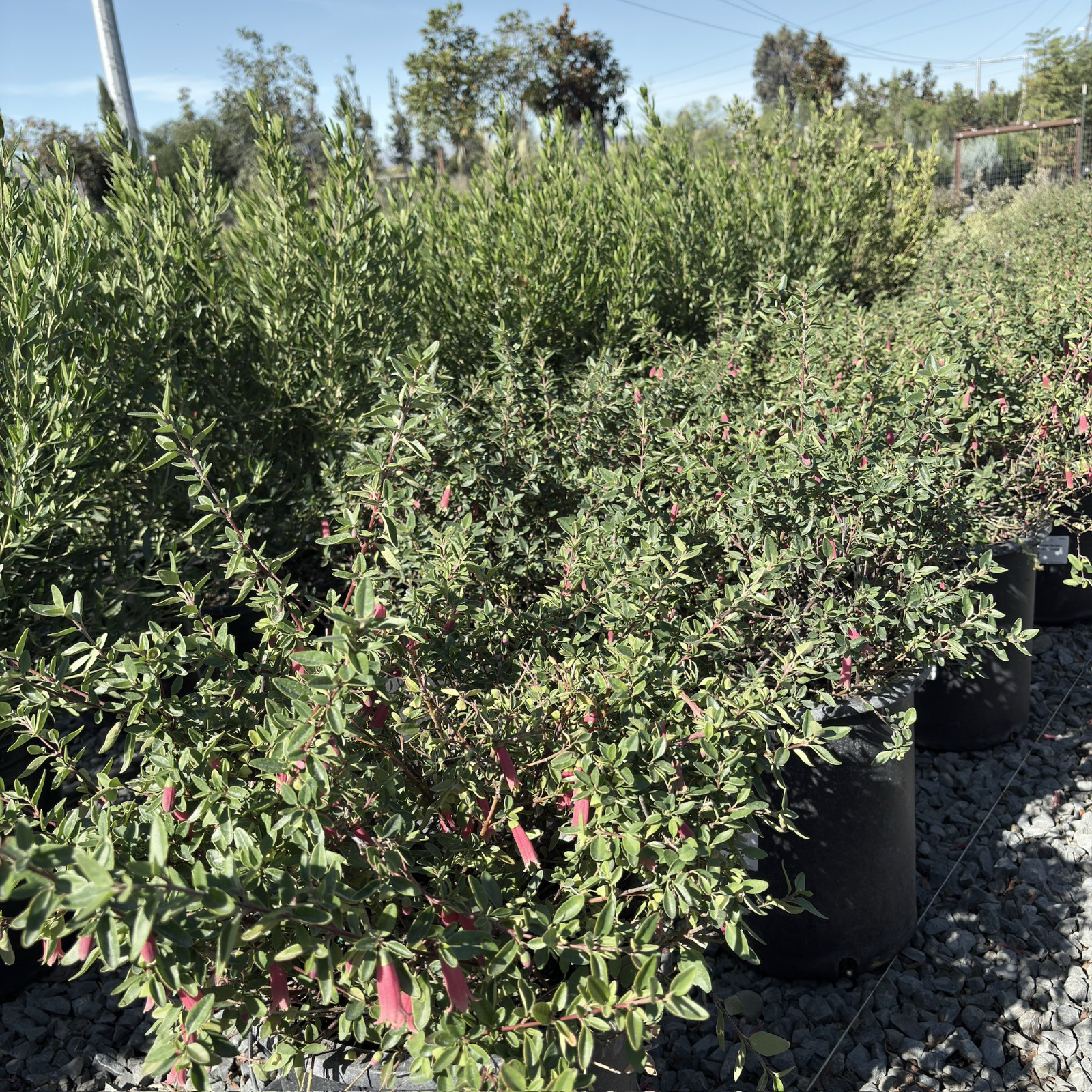 晚霞钟南香 Dusky Bells Australian Fuchsia