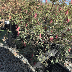 晚霞钟南香 Dusky Bells Australian Fuchsia