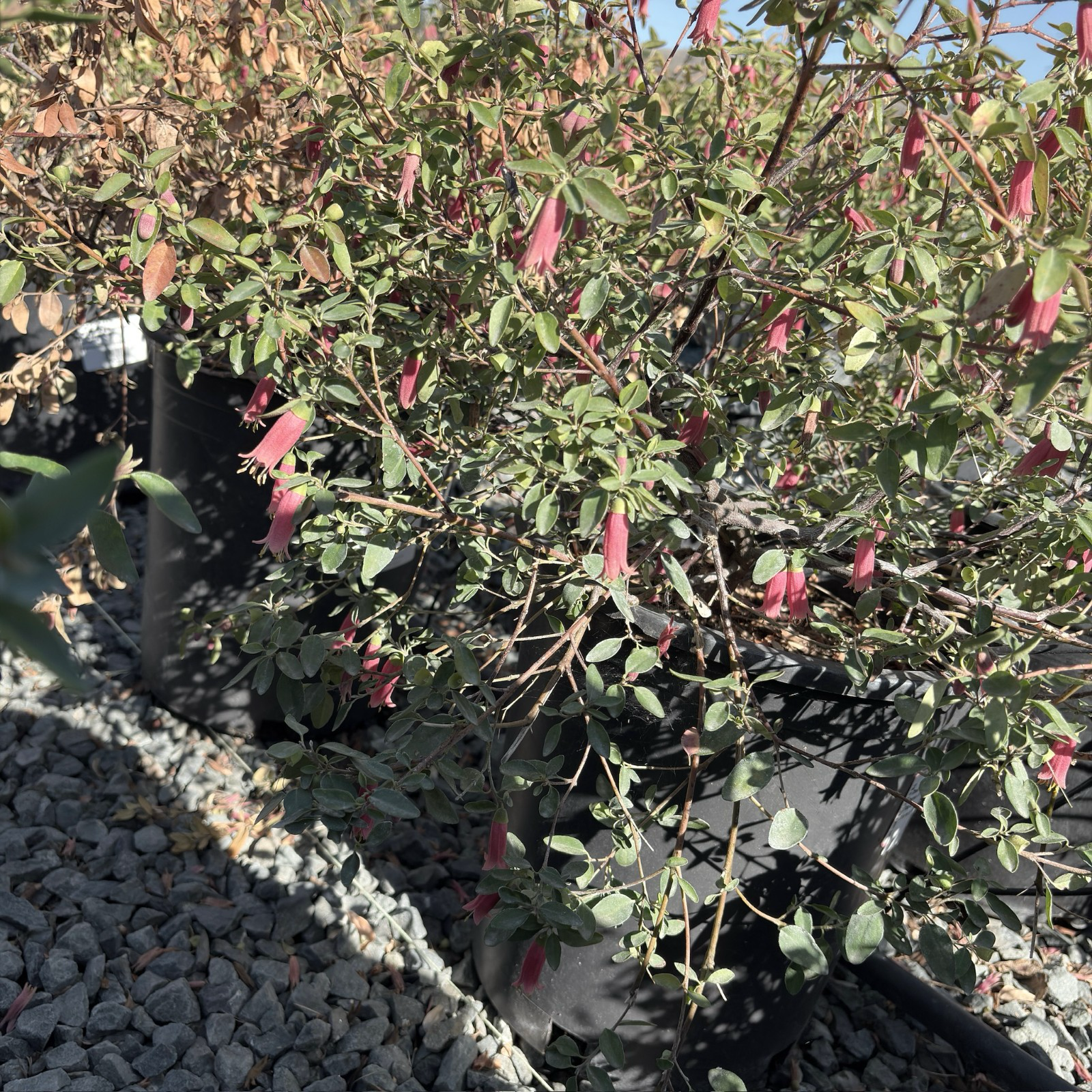 晚霞钟南香 Dusky Bells Australian Fuchsia