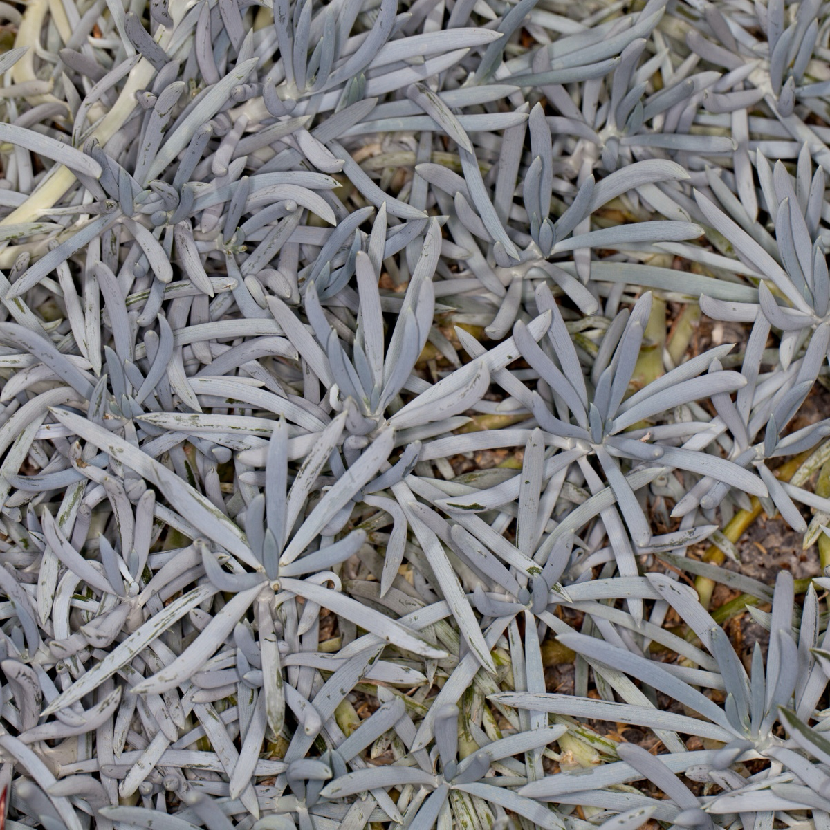 菊科-鱼尾扇 Dwarf Blue Chalksticks