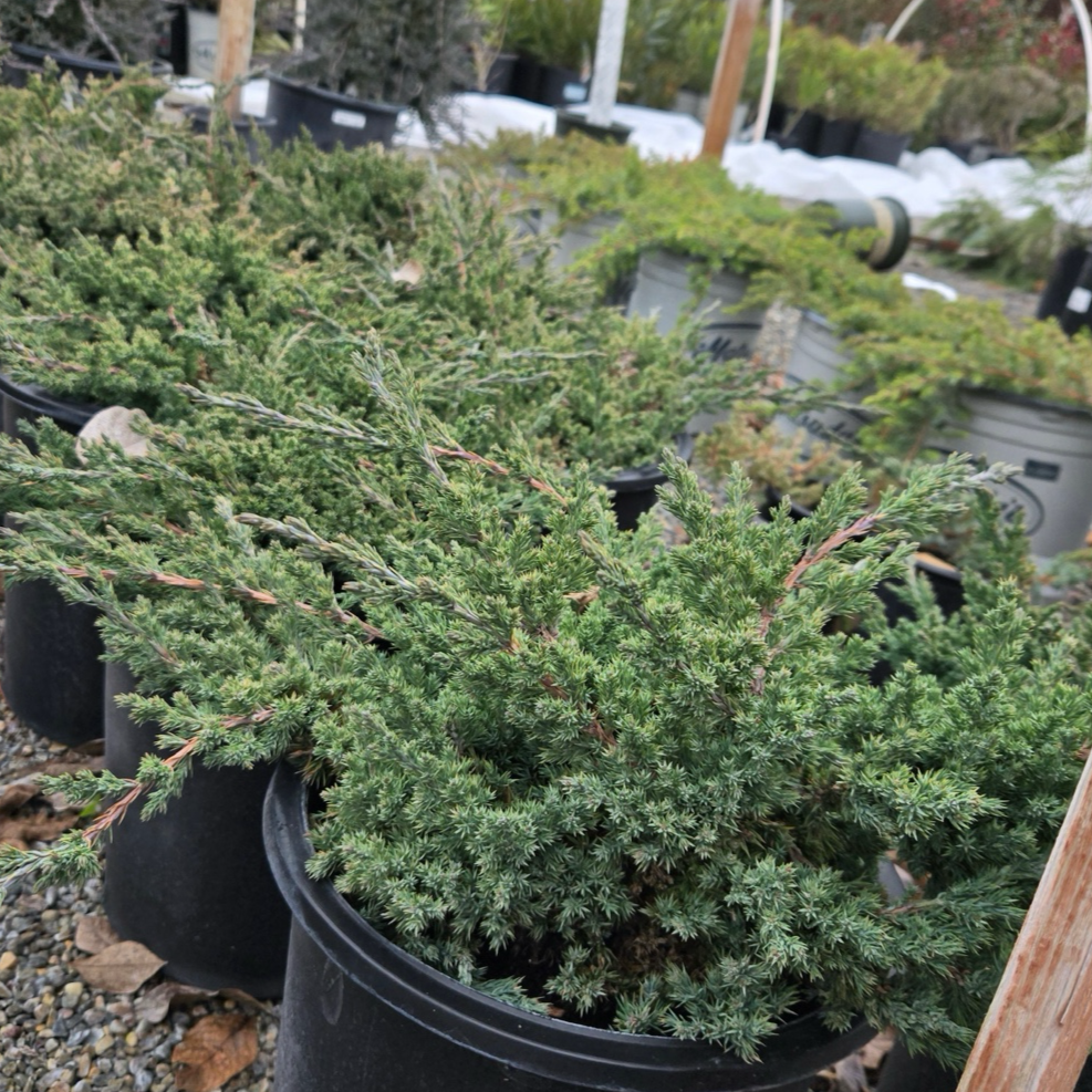 矮化铺地柏 Dwarf Japanese Garden Juniper