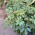 鸭脚木 Dwarf Umbrella Tree