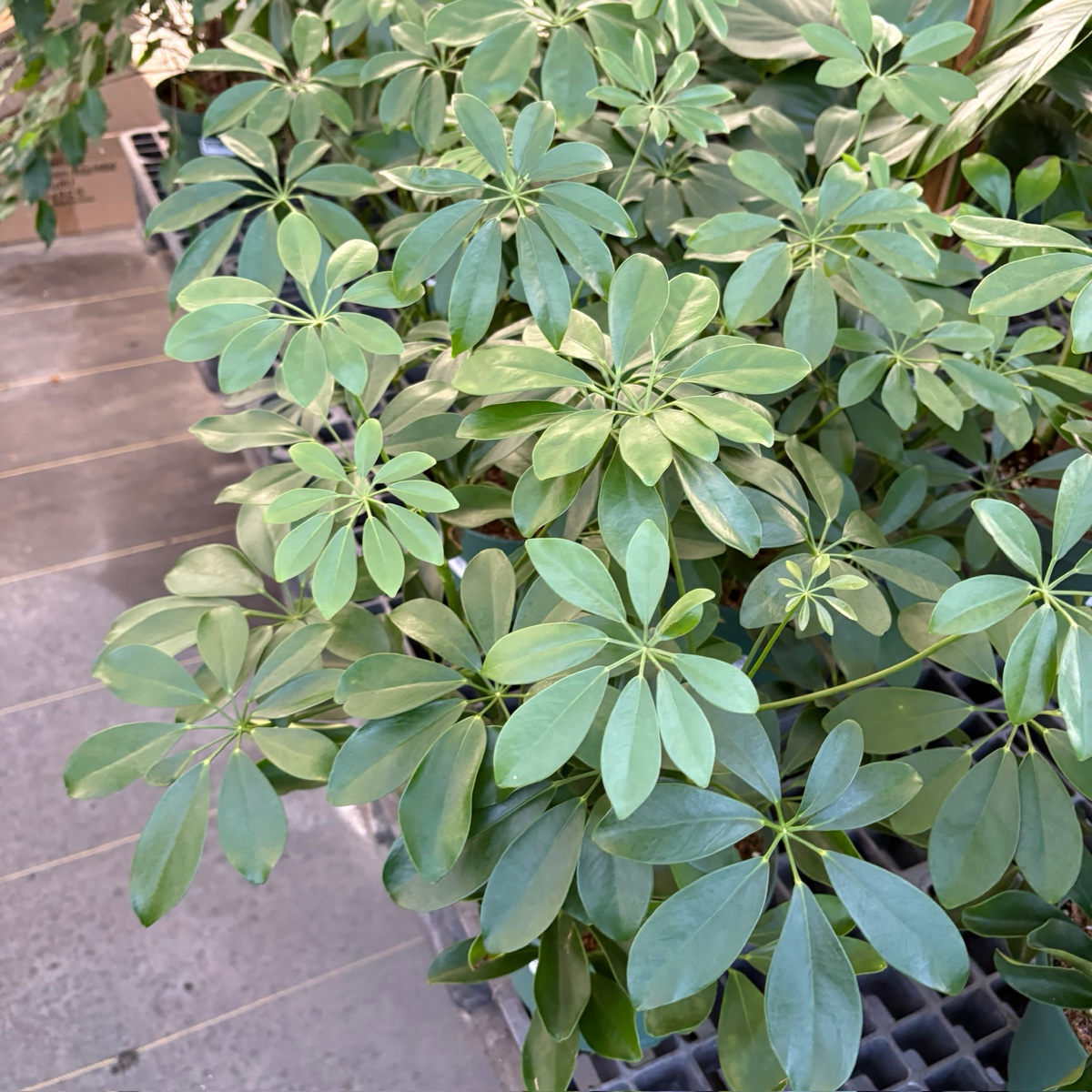 鸭脚木 Dwarf Umbrella Tree