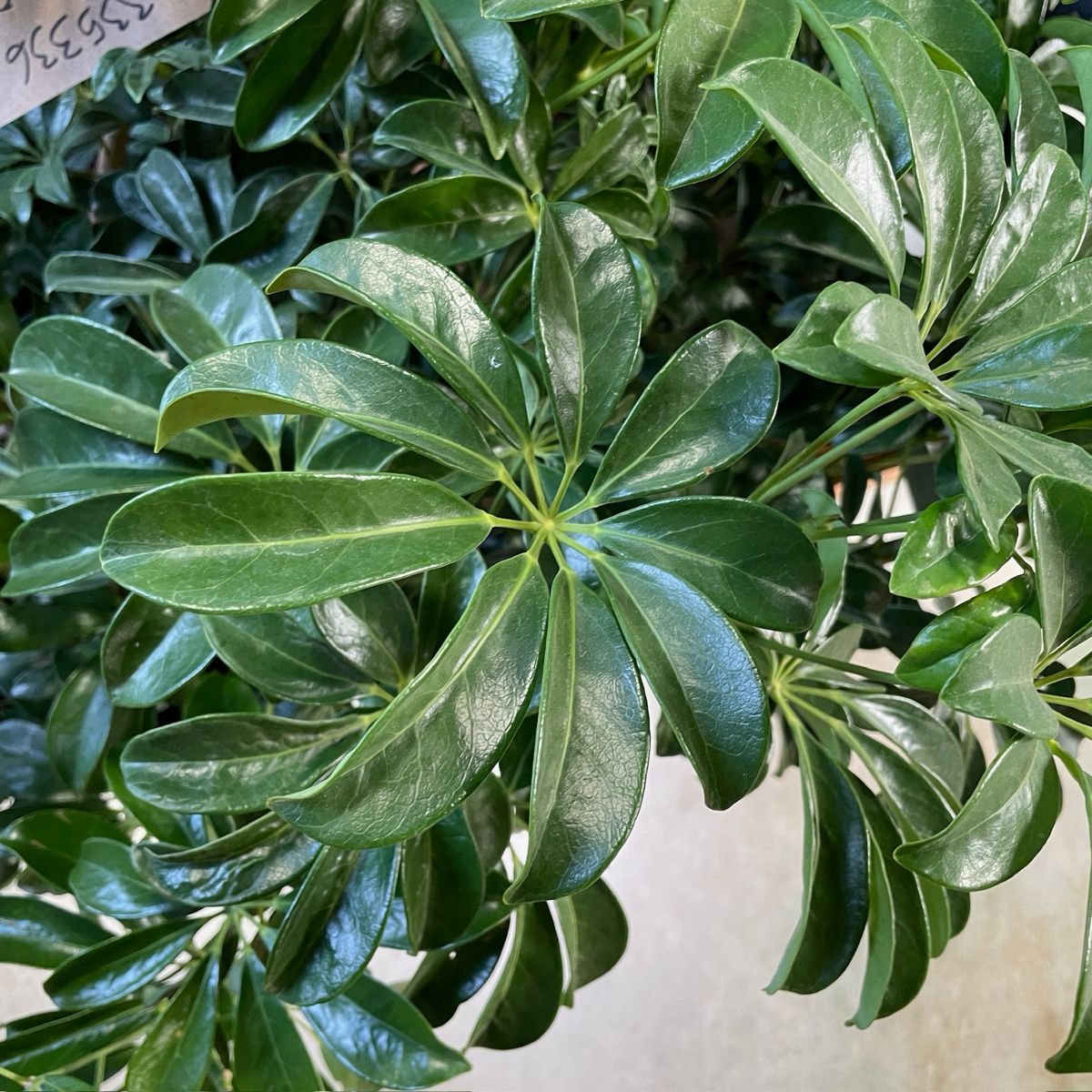 鸭脚木 Dwarf Umbrella Tree
