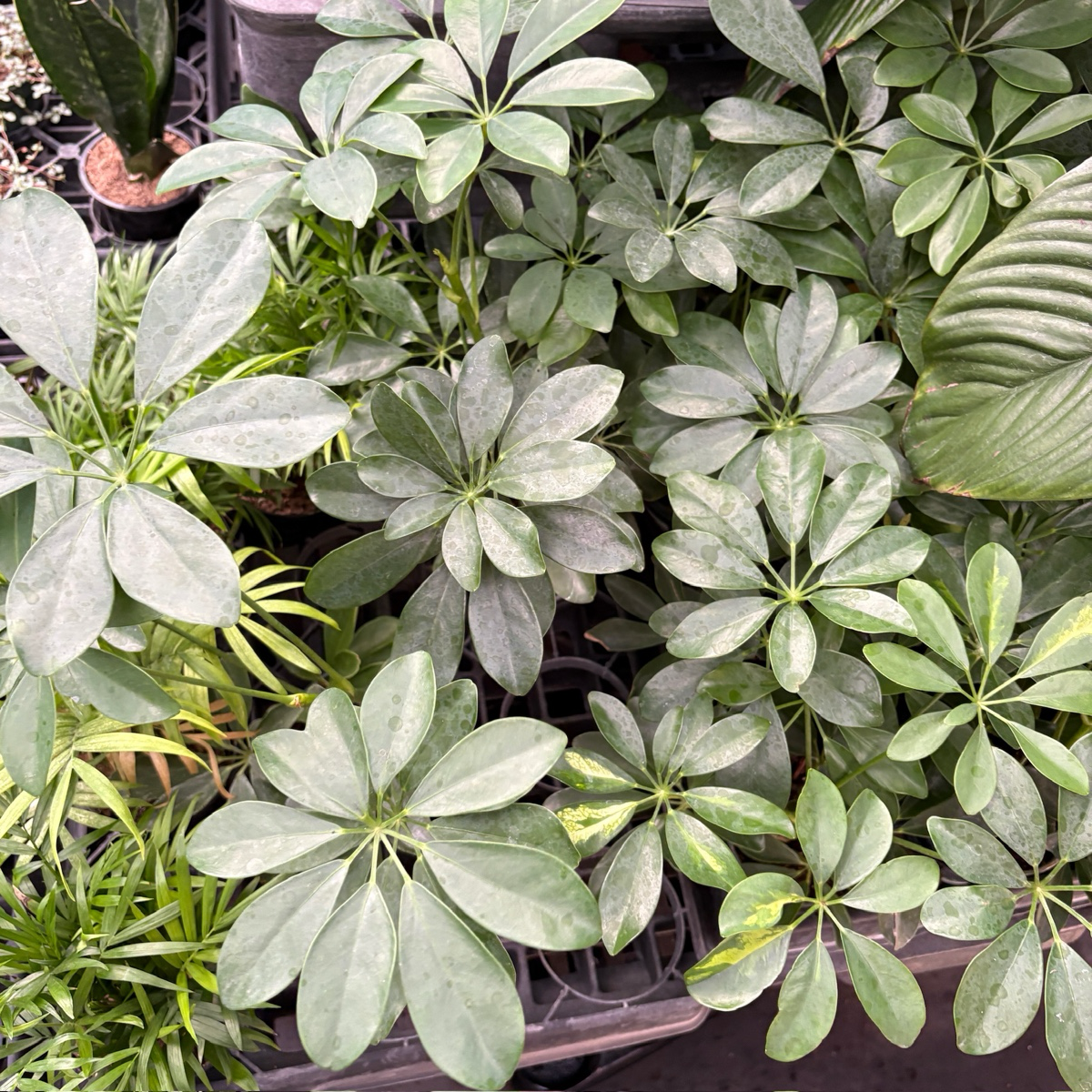 鸭脚木 Dwarf Umbrella Tree