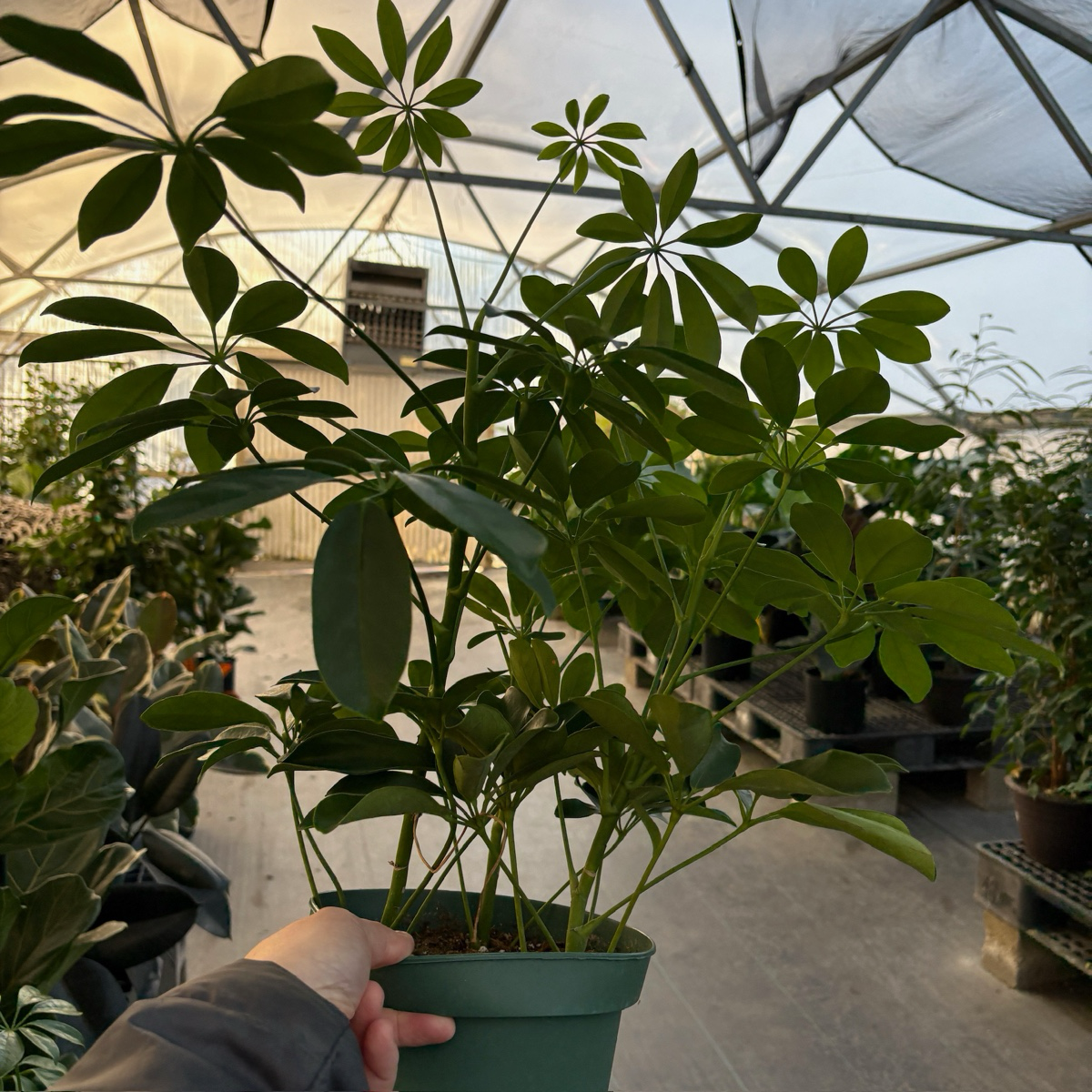 鸭脚木 Dwarf Umbrella Tree