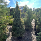 白云杉 Dwarf White Spruce