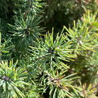 白云杉 Dwarf White Spruce