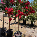 紫薇 Dynamite Crape Myrtle