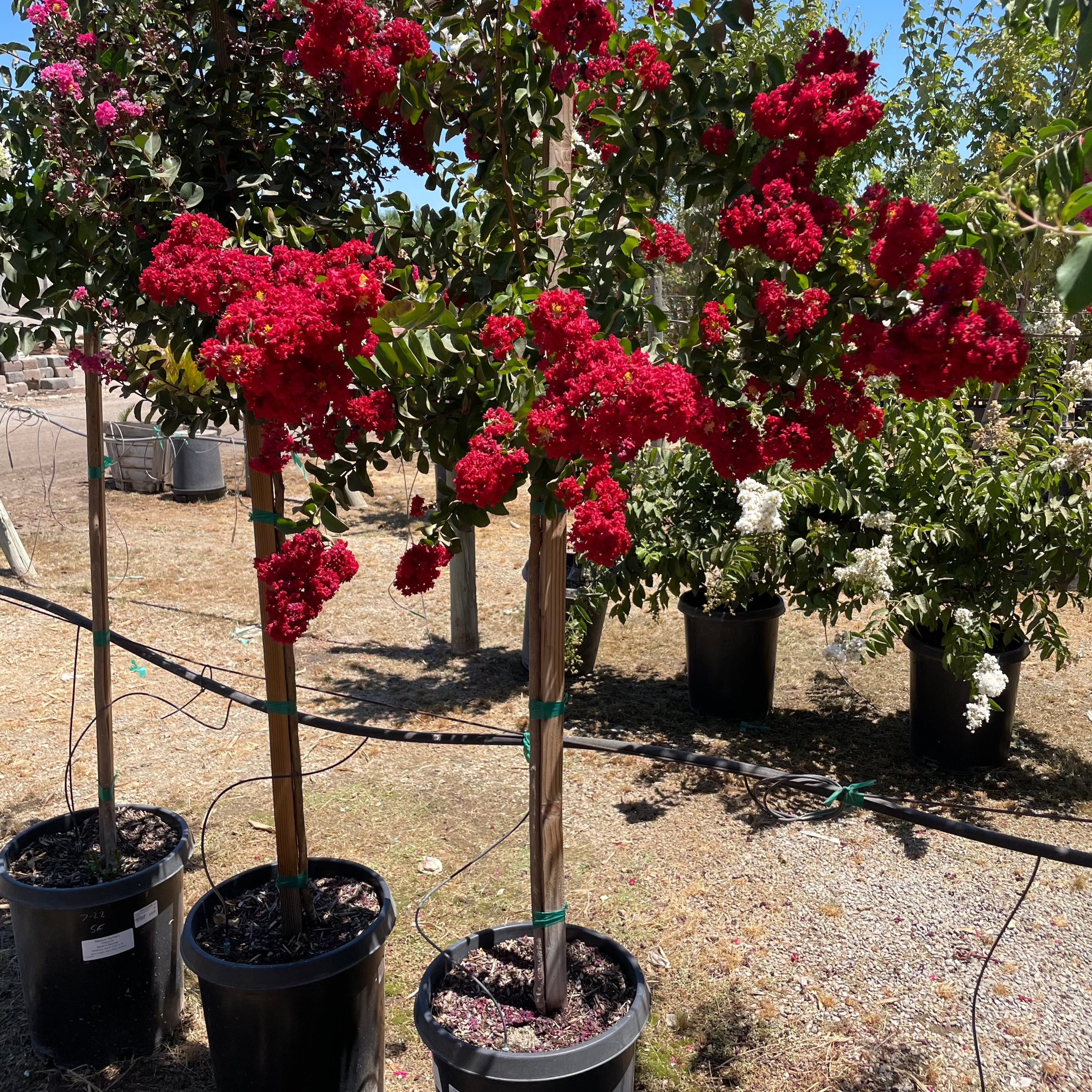 紫薇 Dynamite Crape Myrtle