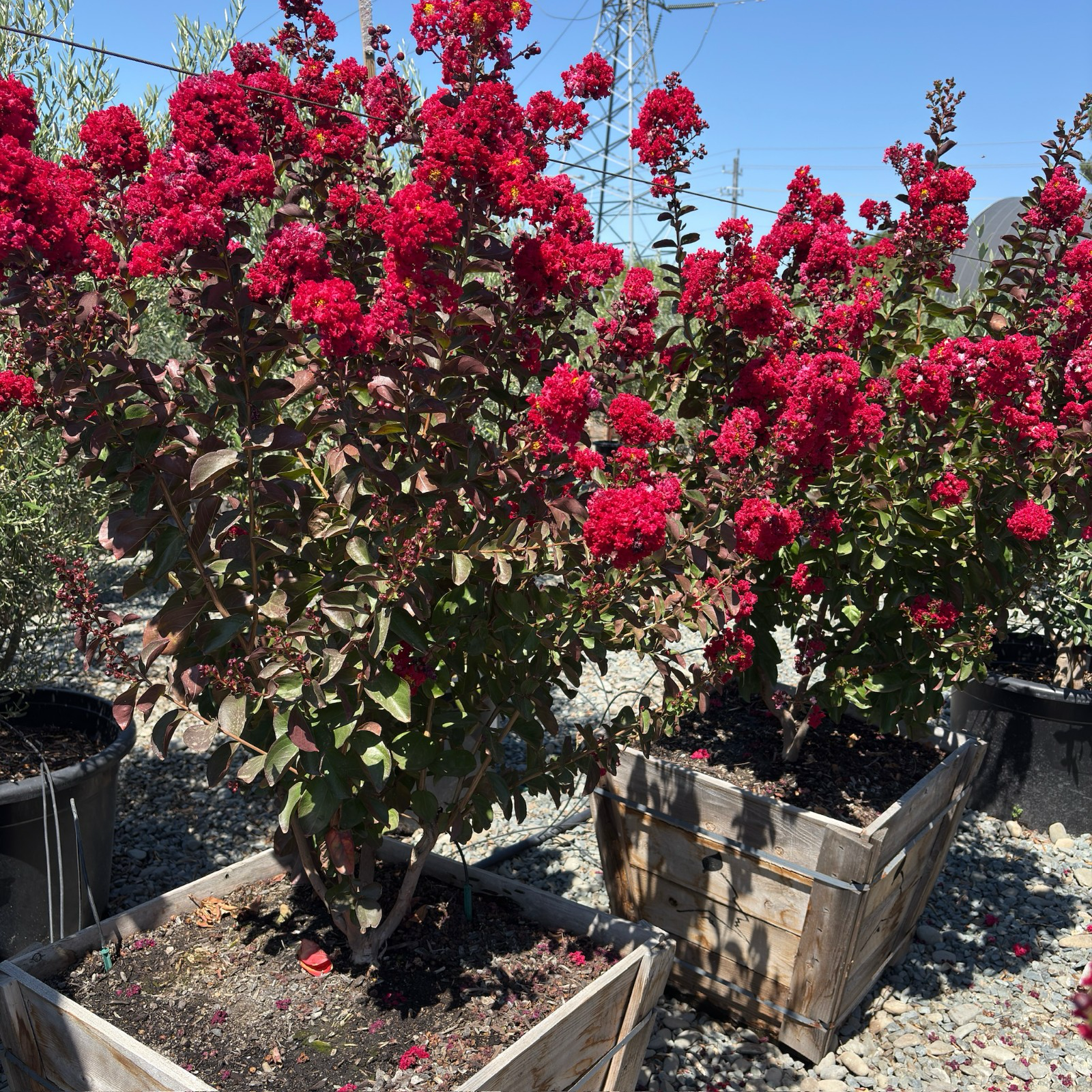 紫薇 Dynamite Crape Myrtle