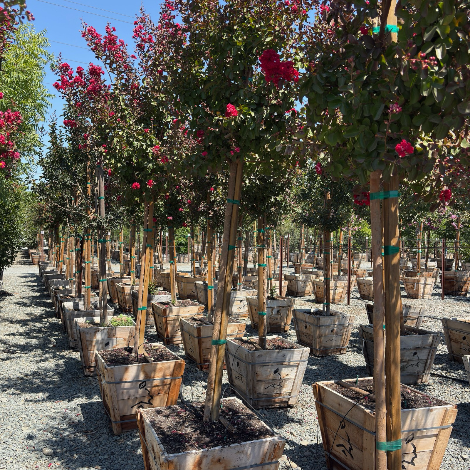 紫薇 Dynamite Crape Myrtle