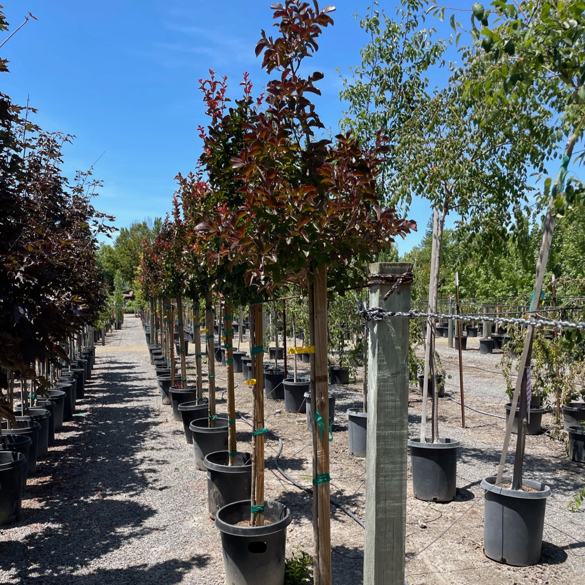 紫薇 Dynamite Crape Myrtle