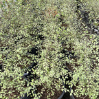 Silver Sheen Kohuhu
